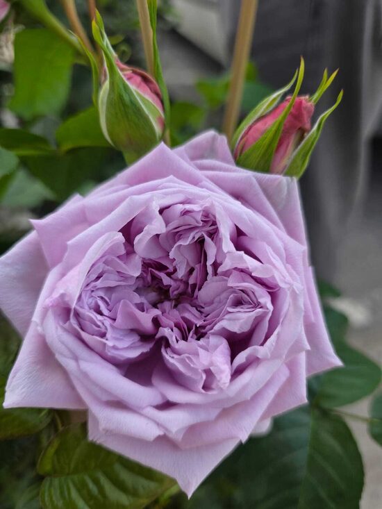 Japānas Rozes